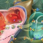 GABA going from bloodstream to nervous system